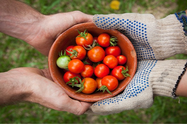 Agricultural Seeds