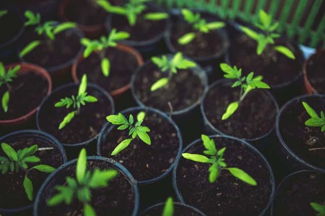 Agricultural Seeds