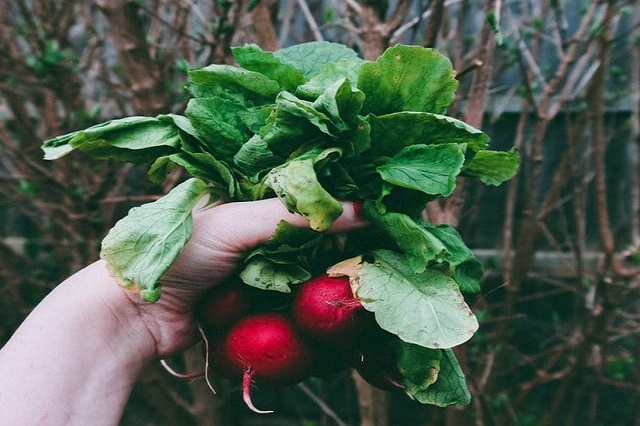 Agricultural Seeds