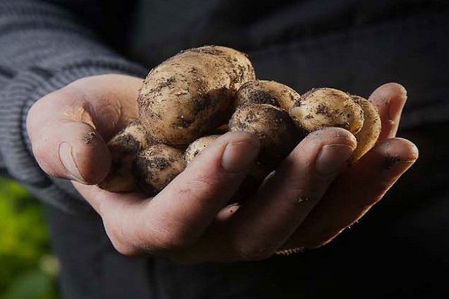 Agricultural Seeds